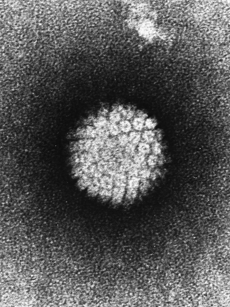 HPV - Humane Papillomaviren